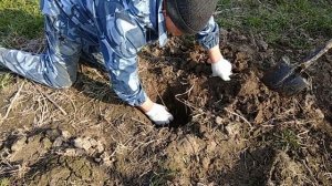 Интересный эксперимент с черенками вишни......выживут они или нет?   12+