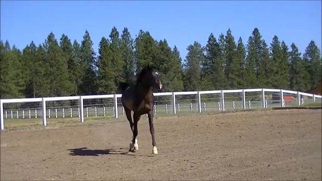 VP Altair Safar 2010 Black Bay Arabian Colt Available for purchase! смотреть онлайн