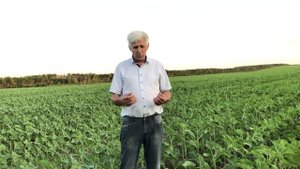 Подсолнечник посев 10 апреля по No-till