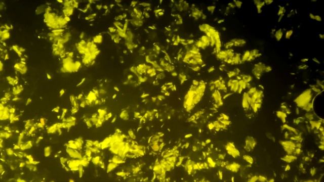 Как термиты перерабатывают древесину? Удивительные симбионты социальных насекомых! \\ Димон и пумба смотреть онлайн