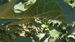 Инжир сорта Paratjal rimada fig начал менять цвет!