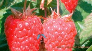 Малина традиционная Каскад Делайт (rubus) ? обзор: как сажать, саженцы малины Каскад Делайт