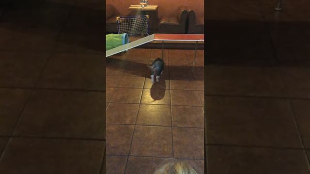 Любительская съемка. Мини пиг на празднике))) смотреть онлайн