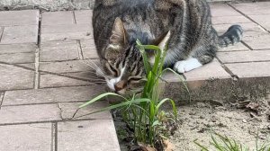 192Переехали в Россию. Родственники не поддержали. Серёжа гуляет. Ялуторовск. Сибирь !