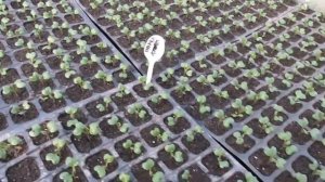 Неудачный опыт выращивания рассады капусты