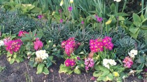 British Spring Blossoms - Pink And White Primulas Flowers With Pink Hyacinth and Yellow Daffodils