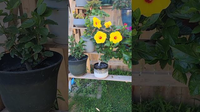 how to keep you hibiscus alive during the winter months