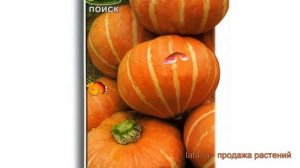 Тыква крупноплодная Улыбка (ulybka) ? тыква Улыбка обзор: как сажать семена тыквы Улыбка