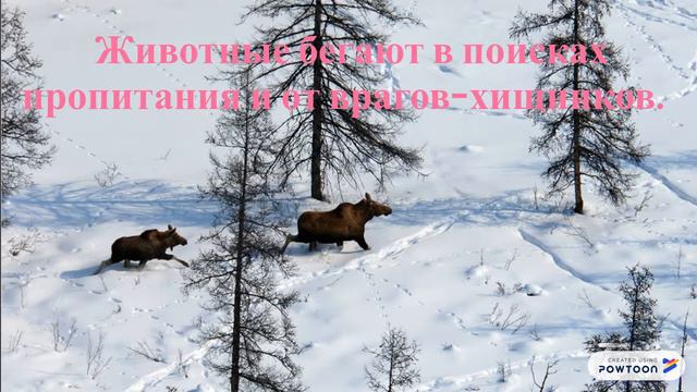 Дикие животные выходят к людям.. смотреть онлайн