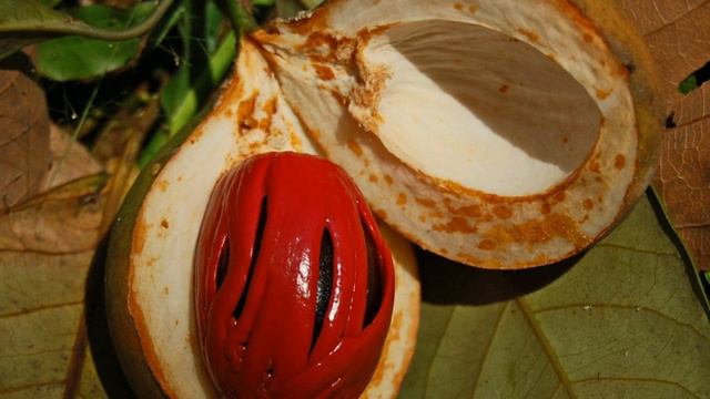 Plant science | Wikipedia audio article смотреть онлайн