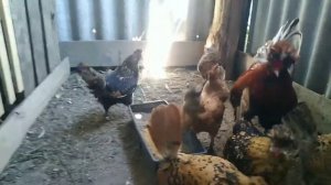 Павловское золото ,теперь есть и у нас ура .