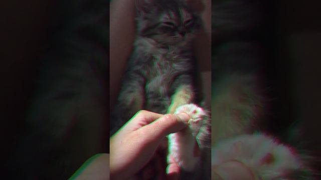 Шотландская прямоухая кошка