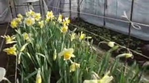 Нарциссы к 8 марта №3