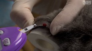 Измерение уровня глюкозы крови у кошки