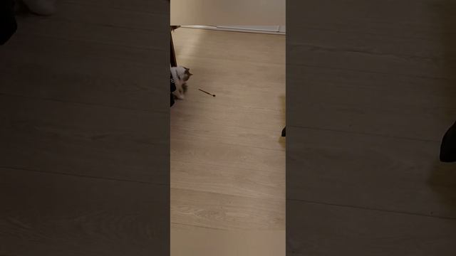 Утро.Напольные рисунки от Пикселя.