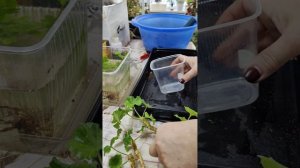 Мучнистый червец.Методы борьбы. Пересадка пеларгоний. ??☘️#комнатныерастения #пеларгонии #вредители