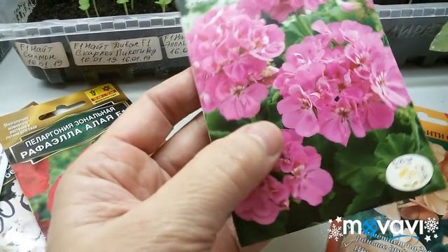 Семена пеларгонии почтой. Ответ на комментарий. 26.01.2019 г. смотреть онлайн