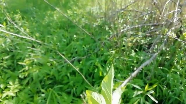 Сныть - сорняк, вкусный и полезный. Готовлю печень со снытью. смотреть онлайн