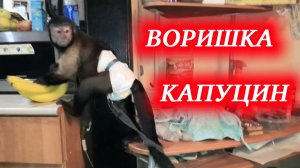 Капуцин воришка! Проказы маленькой домашней обезьянки Алексы.