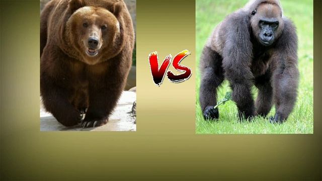 медведь кадьяк vs горила смотреть онлайн