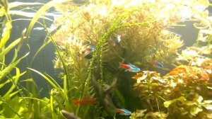 Мой аквариум 150 литров, развитие.