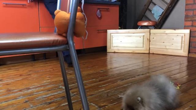 Померанский шпиц. Как занять собаку при помощи резинки смотреть онлайн