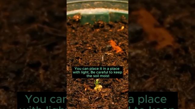 gardeners tips unique baby grass  #gardeners  tips like share and subscribe