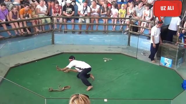 Шок//Змея укусила на шоу Таиланде./Ilon tishlavoldi bu bolani Tailanda/ смотреть онлайн