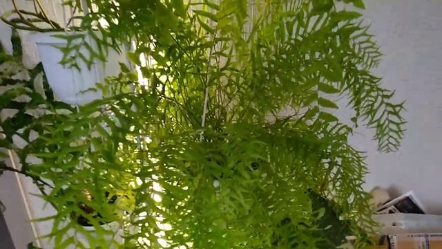 #Мои_комнатные_растения_2021 // #Обзор_моих_папоротников_в_апреле // #Мои_папоротники_в_Анапе смотреть онлайн