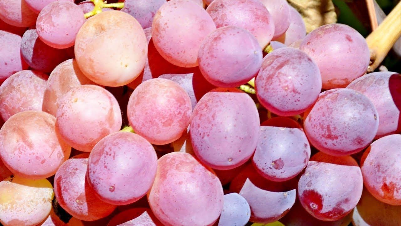 Виноград Дарвика селекции В. Калугина (The Grapes of Darvika) смотреть онлайн