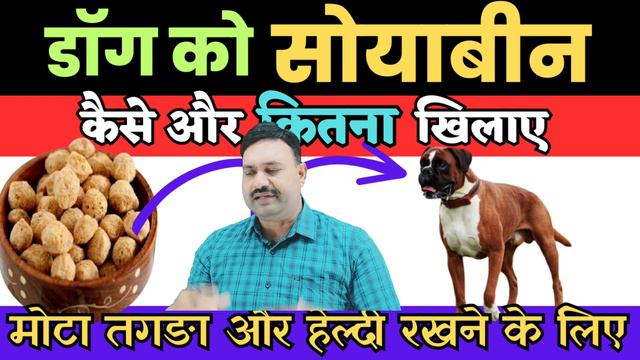 सोयाबीन खिलाने का सही तरीका Dog ko Soybean kaise khilaye/ Puppy ko soybean kaise khilaye смотреть онлайн