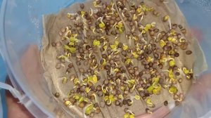 Редис на туалетной бумаге через 2,5 дня