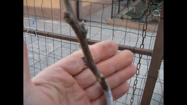 Прививка хурмы весной 1 часть смотреть онлайн