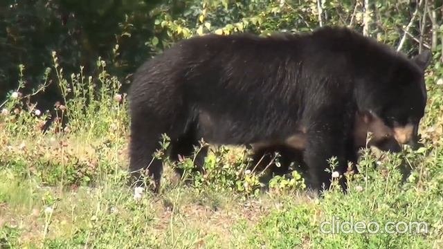 Красивые дикие и домашние животные в природе