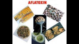 Колин Кэмпбелл, Томас Кэмпбелл. Китайское Исследование. Введение. Часть 3.