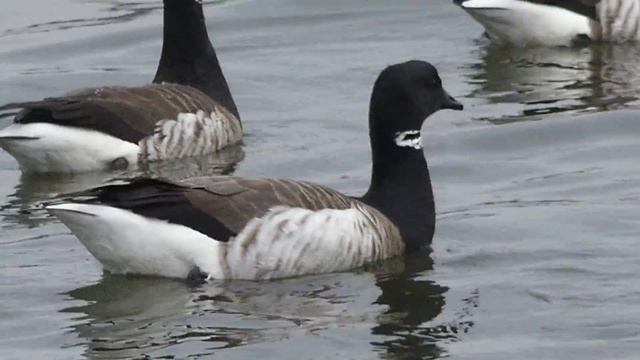 Panasonic Lumix fz300 - Video Image Quality at Max. Optical & Digital Zoom смотреть онлайн