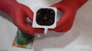 Розмарин из семян. Всходы #розмаринизсемянвсходы