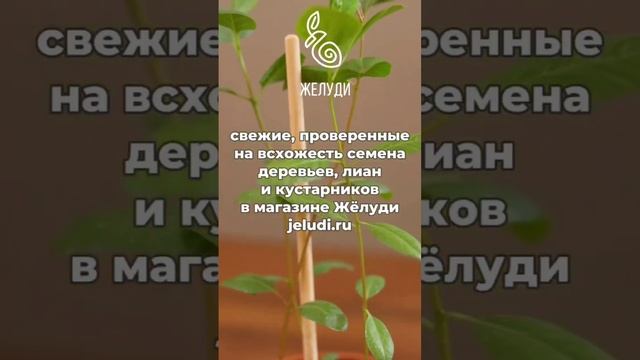 Фисташки собственного урожая