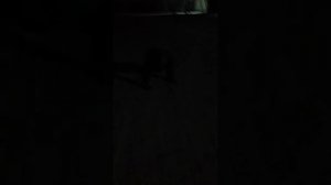 Износиловал собаку