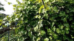 Как увеличить количество удачных прививок винограда при использовании метода "черным в черное"