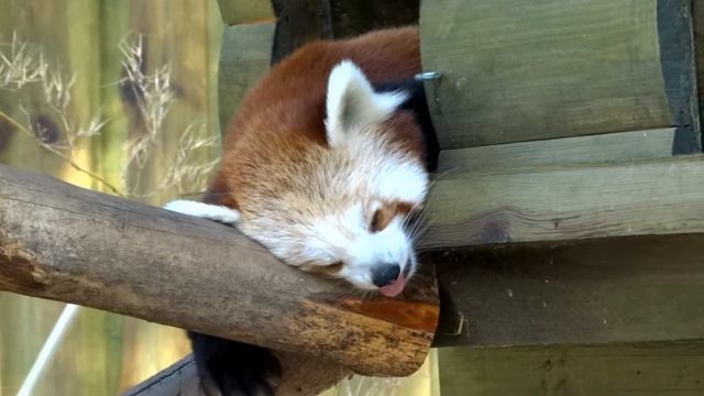Маленькие панды - Mini Panda – смотреть видео онлайн от «Семейные ...