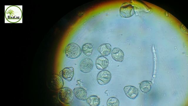 Пилок фундука під мікроскопом! Відповіді на запитання підписників. Кращий варіант для аматорів смотреть онлайн