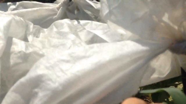 ВЫРАЩИВАНИЕ АРБУЗОВ.  УКРЫВАЕМ БАХЧЕВЫЕ ОТ СОЛНЦА (ЗАЧЕМ НАКРЫВАТЬ ЯГОДЫ? СПАСАЕМ АРБУЗЫ ОТ СОЛНЦА) смотреть онлайн