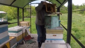 Как сделать отводок без матки  Безрасплодные отводки Подсадка маток