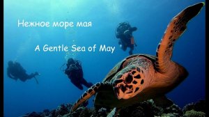 Нежное море мая