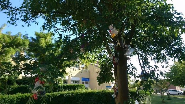 Бобовник - дерево сосок, г. Фредериксверк, Дания. Фото 2 июл. 2022