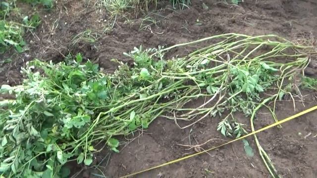 Ботва у картофеля 2 метра 30 см.Что это?Почему??? смотреть онлайн