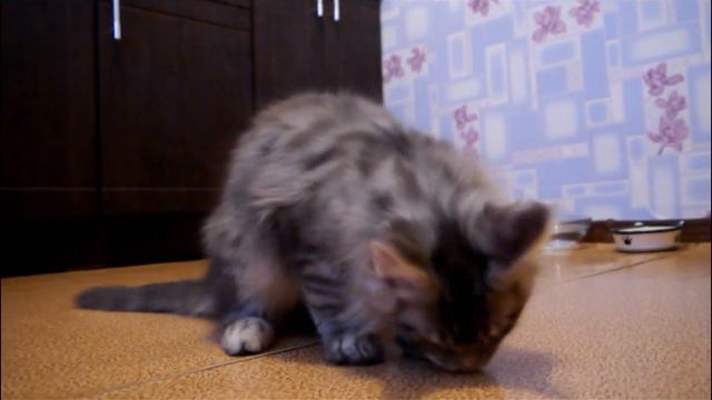 Котёнок мейн кун учится кушать лапкой смотреть онлайн
