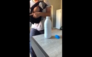 Кот открывает бутылку