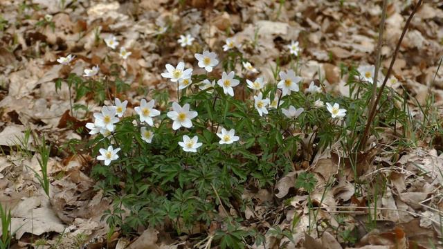 Hvid Anemone (Anemone nemorosa) смотреть онлайн